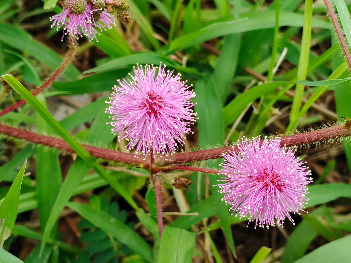 Heirloom Mimosa Flower seeds for Planting Colorful Display Heirloom & GMO Free Seeds for Home Garden