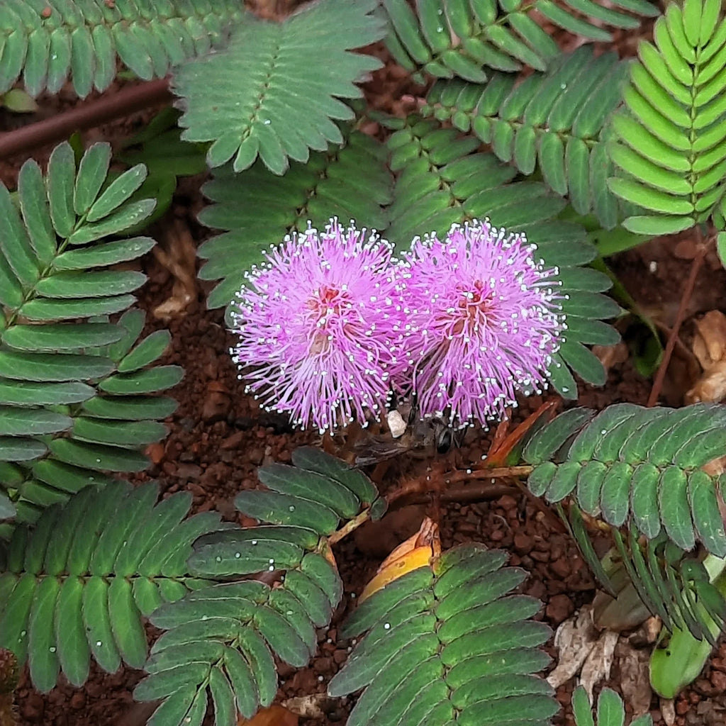 High quality Mimosa Flower seeds for Planting Sun Loving, Heirloom & GMO Free Seeds for Home Garden seeds pack