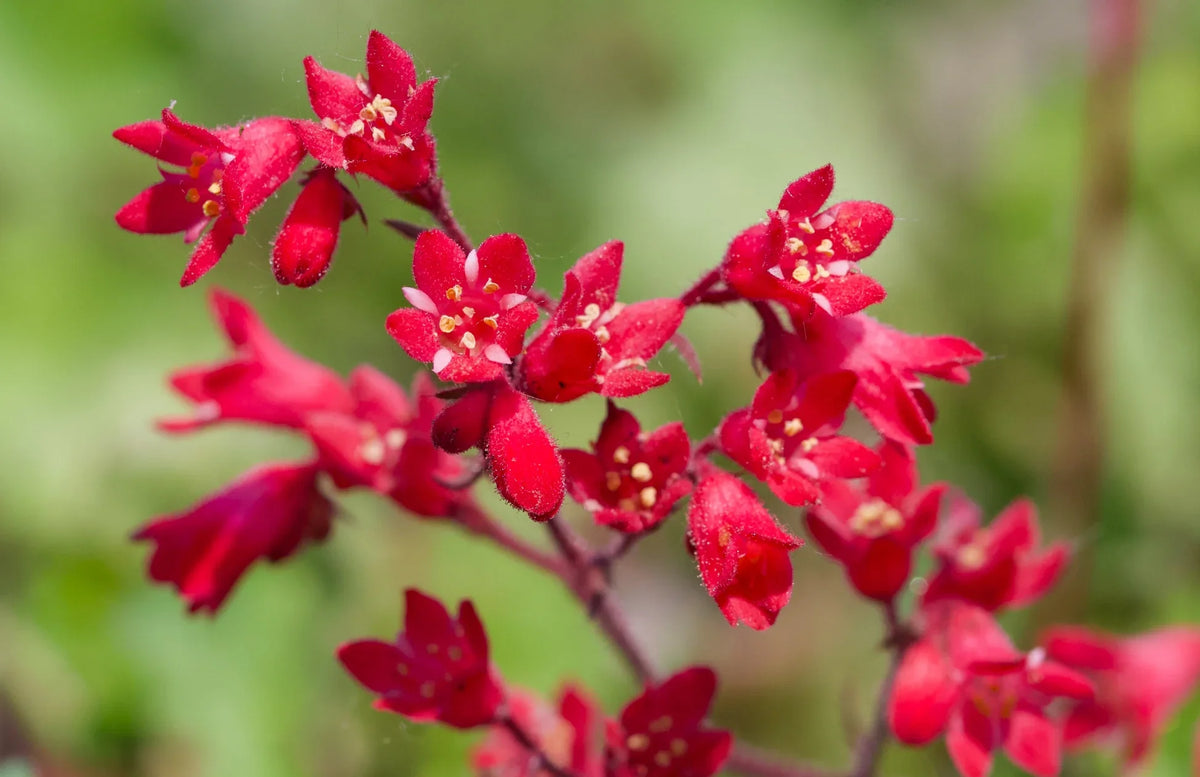 Red Coral Bells Flower seeds for Planting Pollinator Friendly, Heirloom & GMO Free Seeds for Home Garden vegetable and garden seeds
