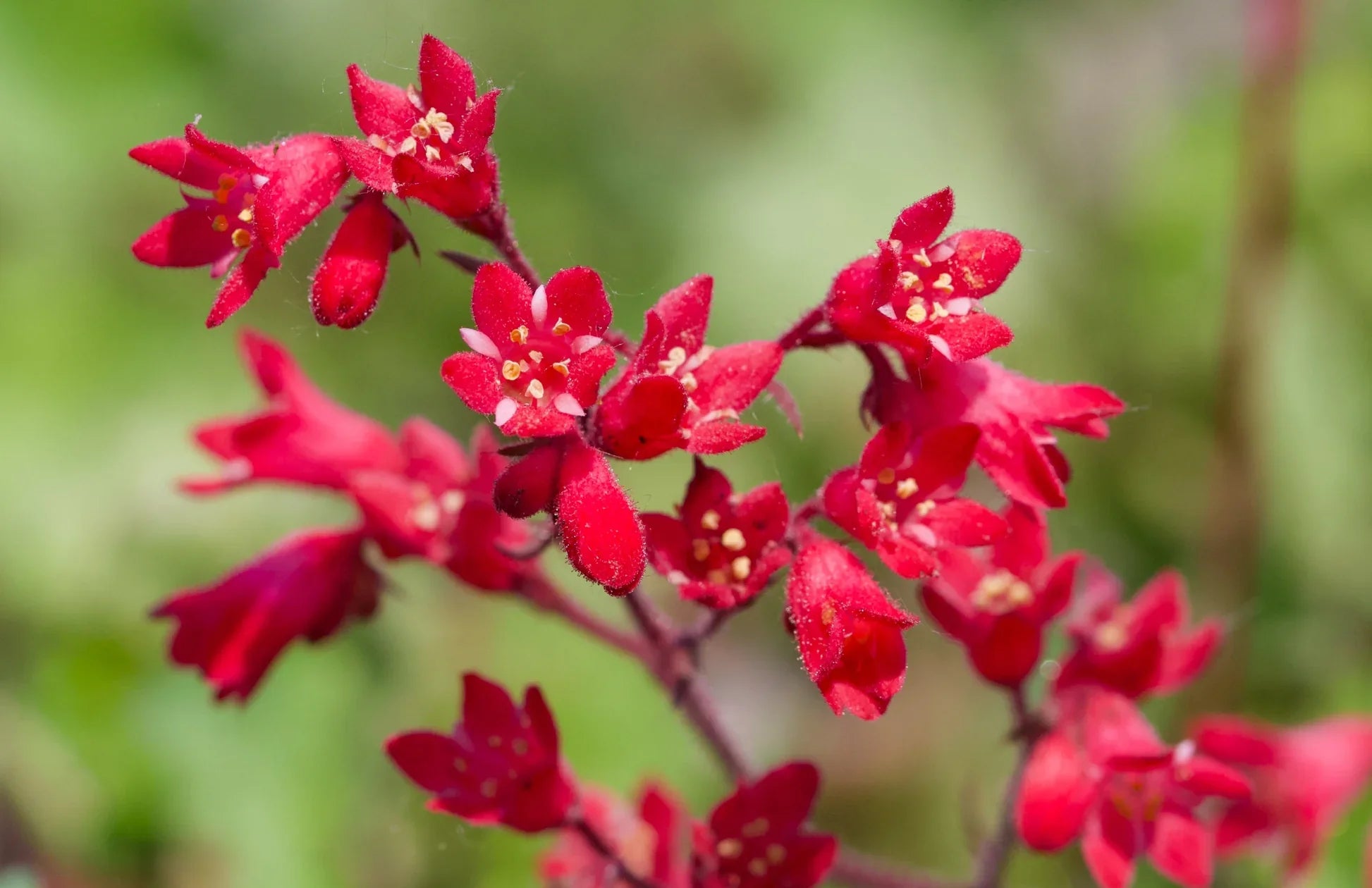 Red Coral Bells Flower seeds for Planting Pollinator Friendly, Heirloom & GMO Free Seeds for Home Garden vegetable and garden seeds