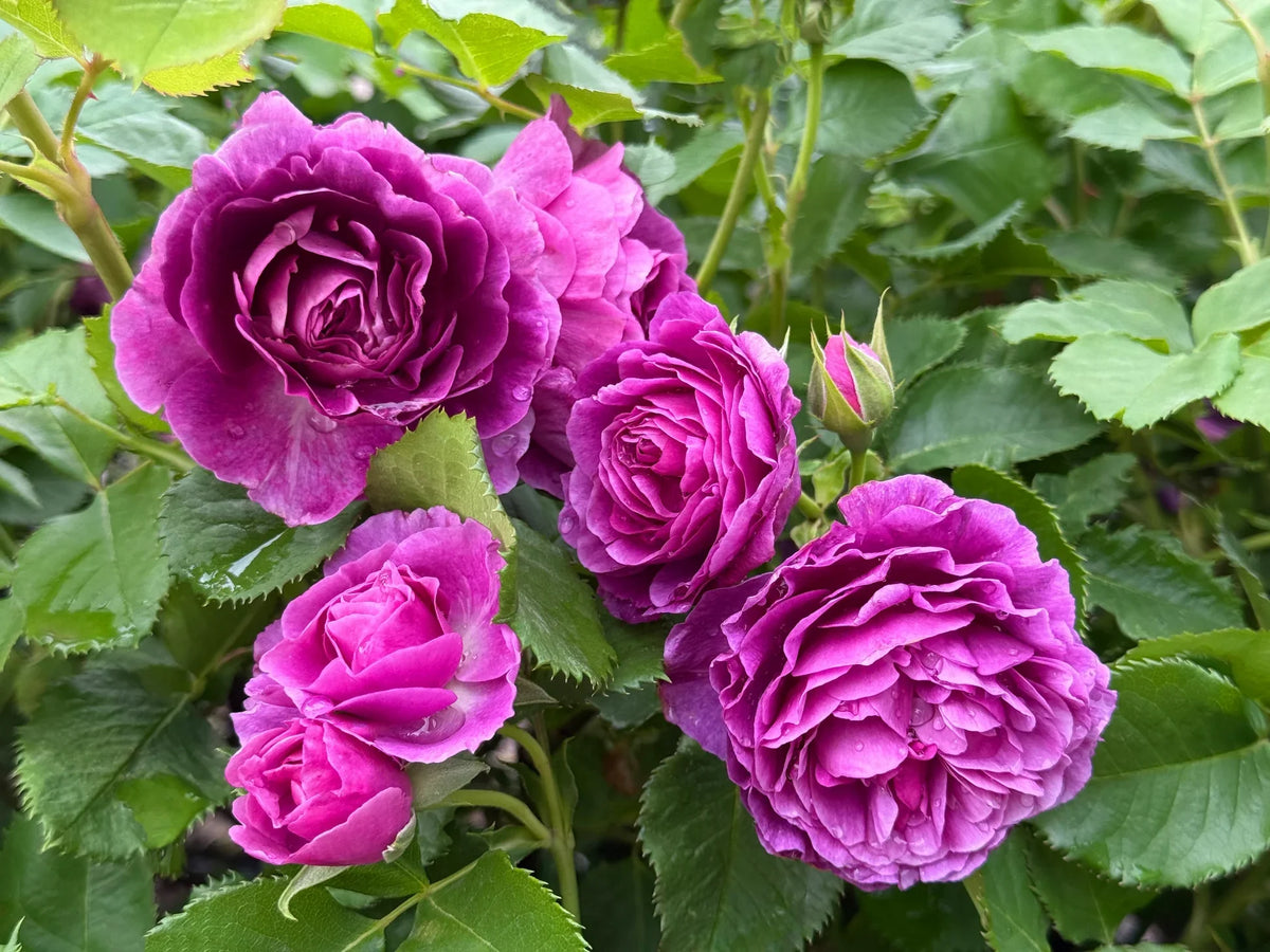 Floribunda Flower seeds for Planting - Sun Loving, Heirloom & GMO Free Seeds for Home Garden
