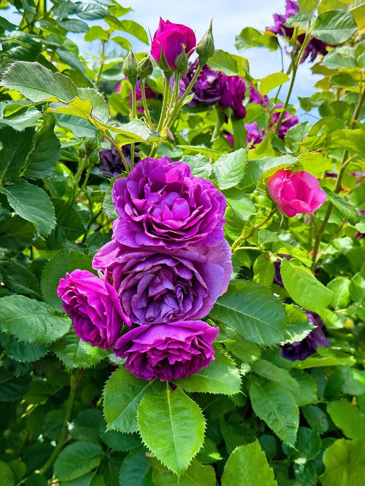 Floribunda Flower seeds for Planting - Sun Loving, Heirloom & GMO Free Seeds for Home Garden