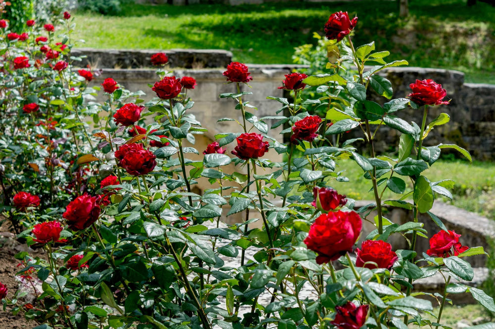 Fragrant Red Rose Flower seeds for Planting - Vibrant Colors, Heirloom & GMO Free Seeds for Home Garden