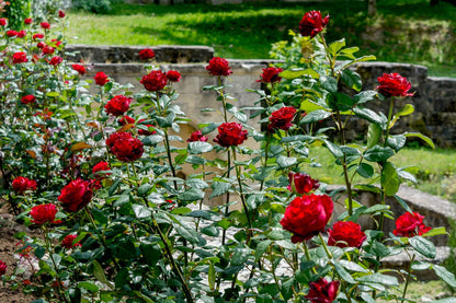 Fragrant Red Rose Flower seeds for Planting - Vibrant Colors, Heirloom & GMO Free Seeds for Home Garden