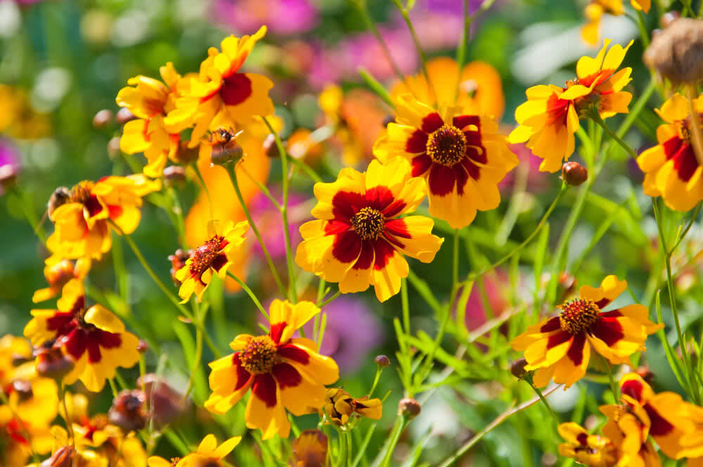 Coreopsis Basalis Flower seeds for Planting Sun Loving Heirloom & GMO Free Seeds for Home Garden