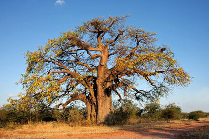 African Baobab Tree (Adansonia Digitata) Monkey Bread, Judas Fruit Seeds