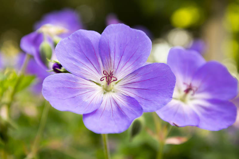 High quality Geranium Rozanne Flower seeds for Planting Cottage Garden Essential, Heirloom & GMO Free Seeds for Home Garden seeds pack
