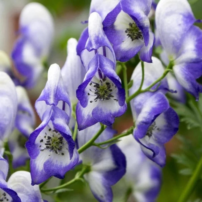 Premium Blue Aconitum Flower seeds for Planting Sun Loving, Heirloom & GMO Free Seeds for Home Garden seeds