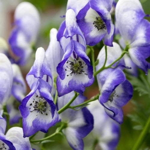 Premium Blue Aconitum Flower seeds for Planting Sun Loving, Heirloom & GMO Free Seeds for Home Garden seeds