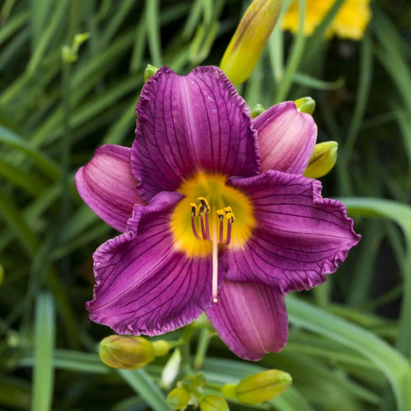 White Violet Hemerocallis Flower seeds for Planting Compact Growth, Heirloom & GMO Free Seeds for Home Garden vegetable and garden seeds