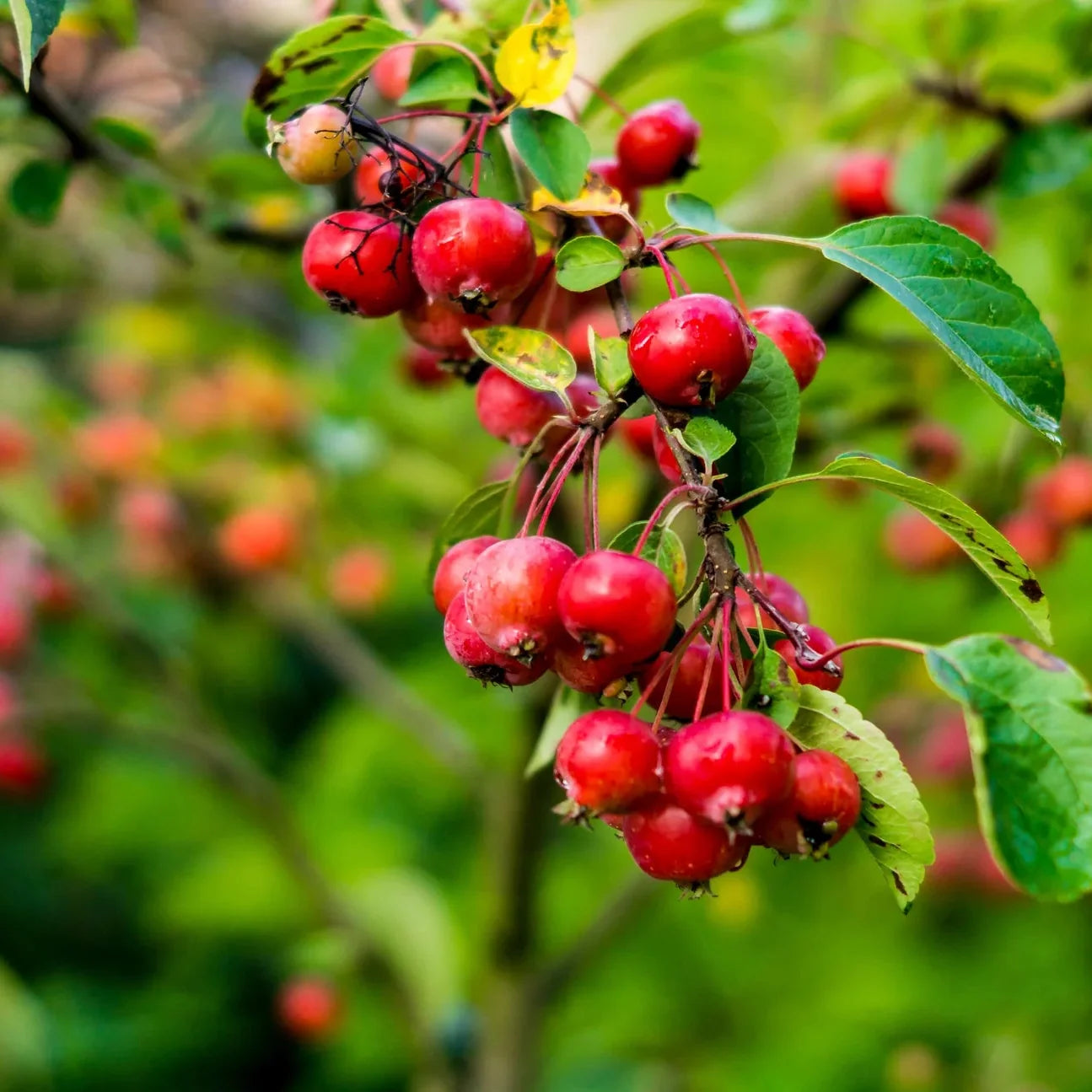 Sargent Crab Apple (Malus Sargentii) Shrub Hummingbird Flower White Red Seeds