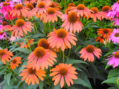 Echinacea Purpurea Flower seeds for Planting Wildflower Mix Heirloom & GMO Free Seeds for Home Garden