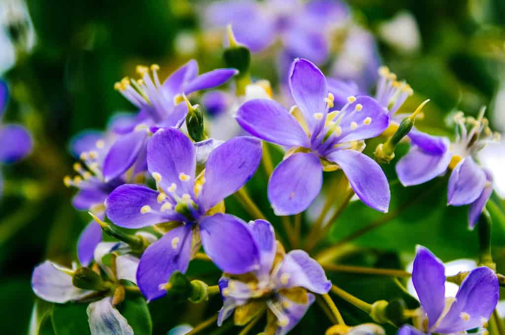 High quality Lignum Flower seeds for Planting Low Maintenance, Heirloom & GMO Free Seeds for Home Garden seeds pack