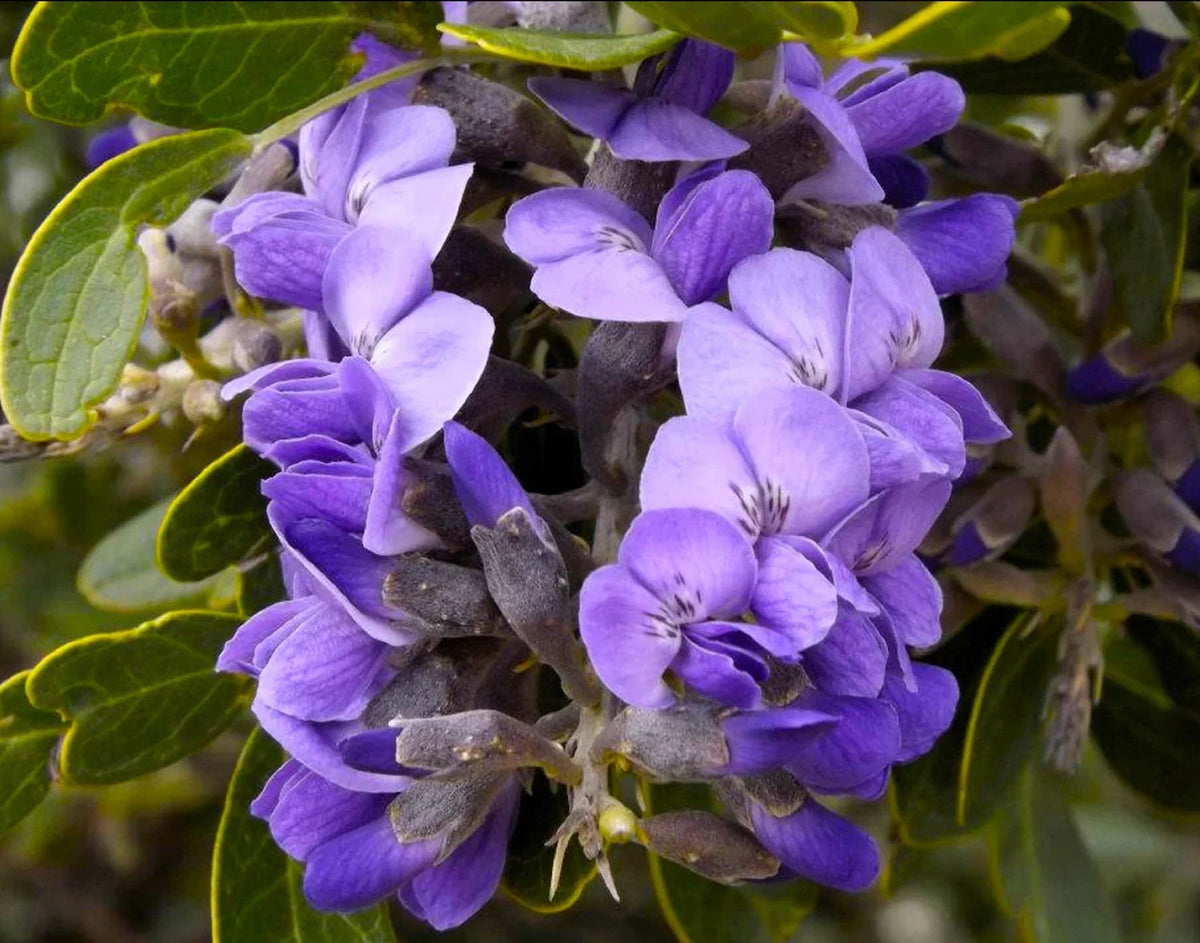 Secundiflora Flower seeds for Planting Drought Tolerant Heirloom & GMO Free Seeds for Home Garden