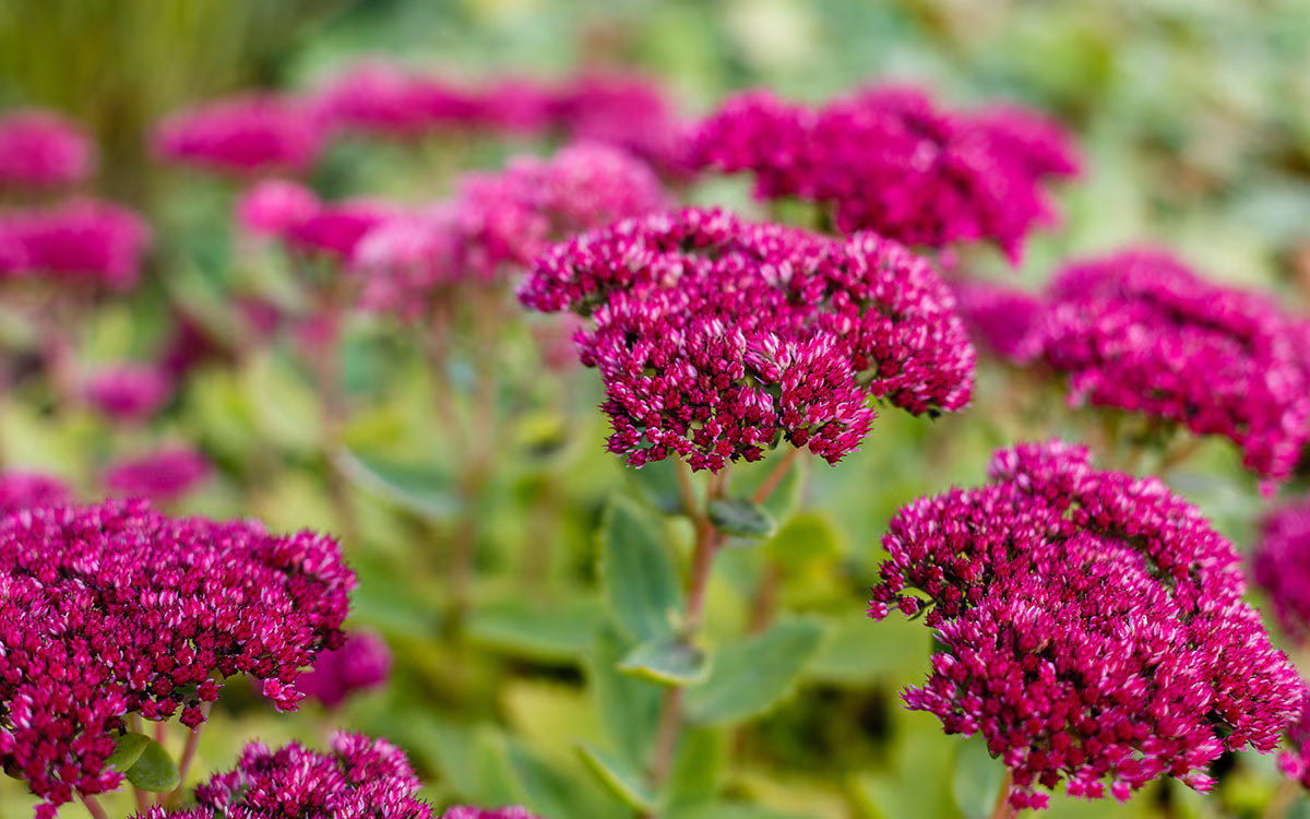 Sedum Flower seeds for Planting Fragrant Blossoms Heirloom & GMO Free Seeds for Home Garden