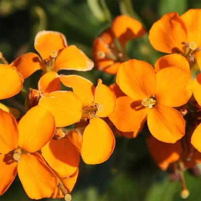 Orange Erysimum Aliionii Flower seeds for Planting Premium Quality, Heirloom & GMO Free Seeds for Home Garden seeds for home gardening