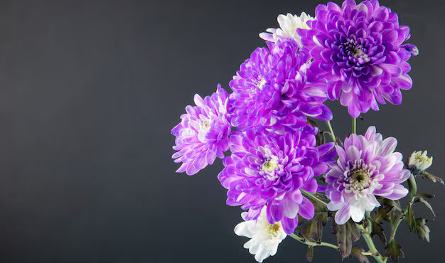 Violet White Chrysanthemum Flower Seeds for Planting Heirloom, Non GMO, Bright Bloom Garden Seeds vegetable and garden seeds