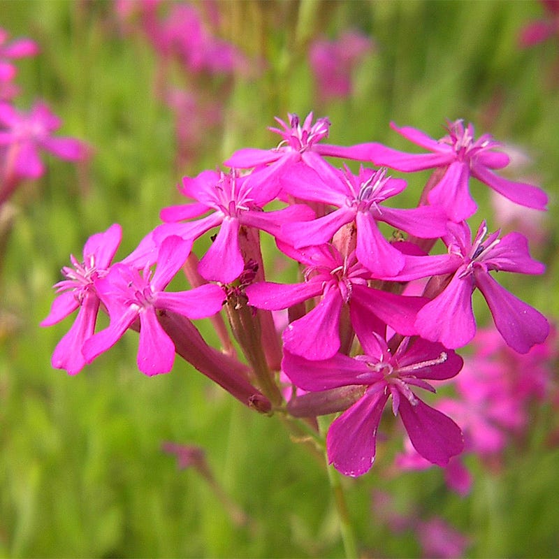 Catchfly Flower seeds for Planting Compact Growth Heirloom & GMO Free Seeds for Home Garden