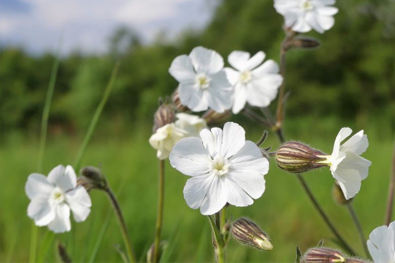 Campion Flower seeds for Planting Wildflower Mix, Heirloom & GMO Free Seeds for Home Garden vegetable and garden seeds