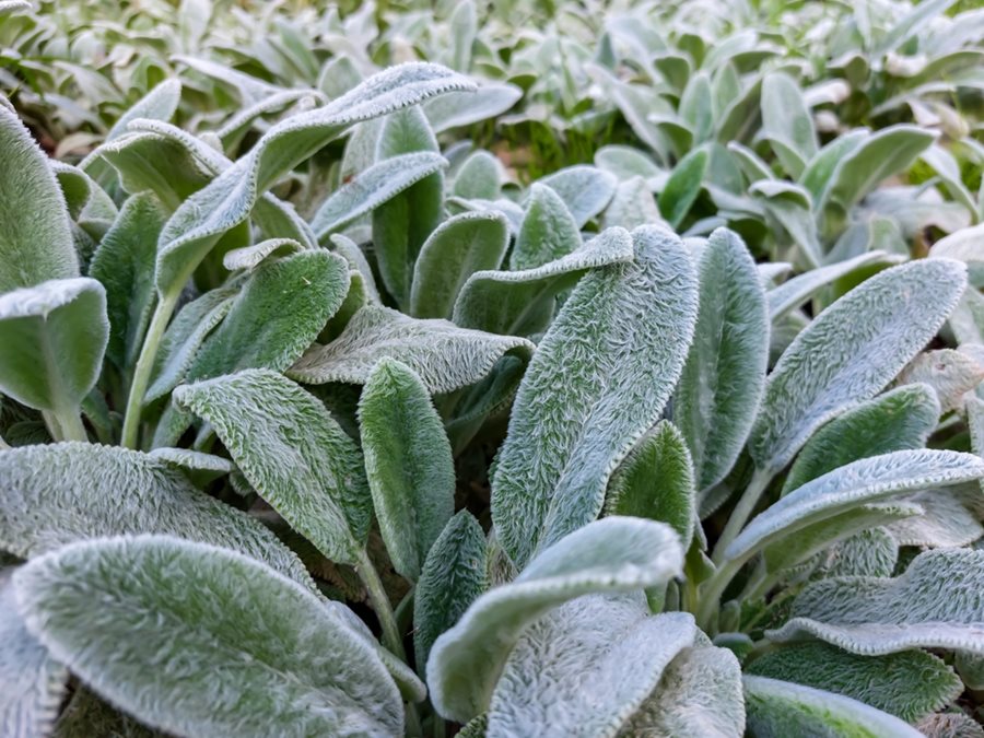 Gray Lambs Ear Flower seeds for Planting Perfect for Borders, Heirloom & GMO Free Seeds for Home Garden vegetable and garden seeds