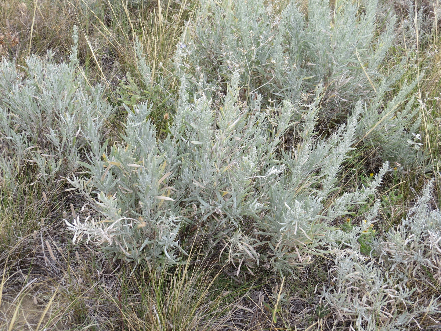 Silver Sagebrush with compact, aromatic foliage