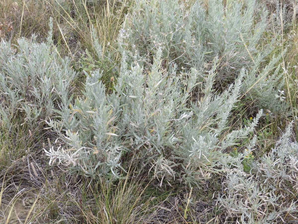 Silver Sagebrush with compact, aromatic foliage