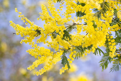 Acacia Flower seeds for Planting Pollinator Friendly Heirloom & GMO Free Seeds for Home Garden