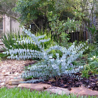 White Perennial Eucalyptus Silver Dollar Flower seeds for Planting Garden Favorite Heirloom & GMO Free Seeds for Home Garden