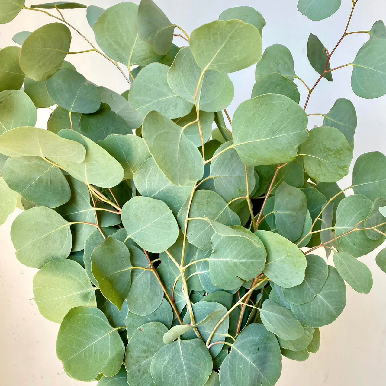 High quality Mixed Eucalyptus Flower seeds for Planting Vibrant Colors, Heirloom & GMO Free Seeds for Home Garden seeds pack
