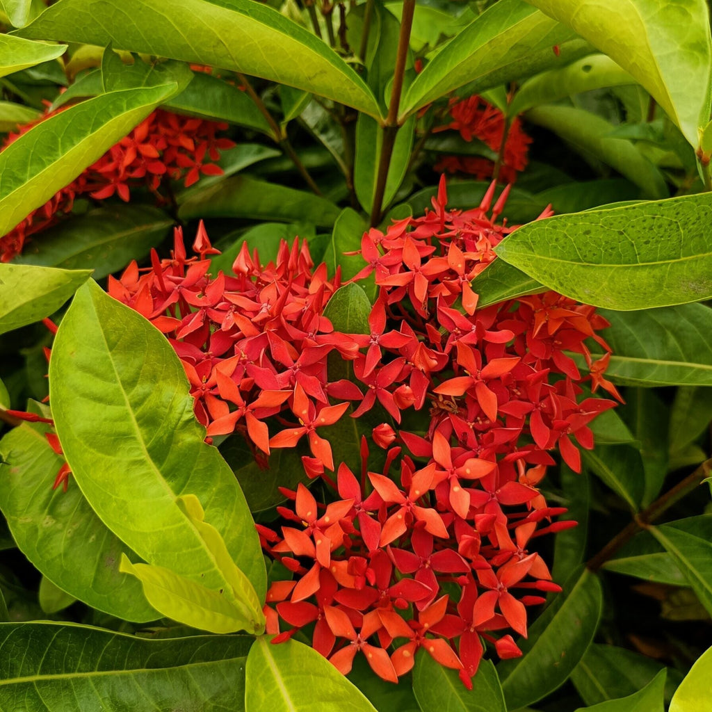 Ixora Flower seeds for Planting Fragrant Blossoms, Heirloom & GMO Free Seeds for Home Garden seeds for planting