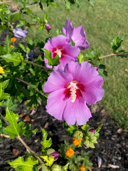 Sharon Hibiscus Flower seeds for Planting Bright Blooms Heirloom & GMO Free Seeds for Home Garden