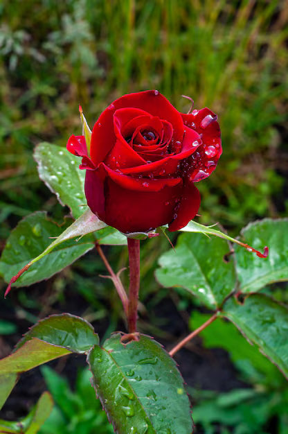 Red Green Rose Flower seeds for Planting Shade Tolerant, Heirloom & GMO Free Seeds for Home Garden vegetable and garden seeds