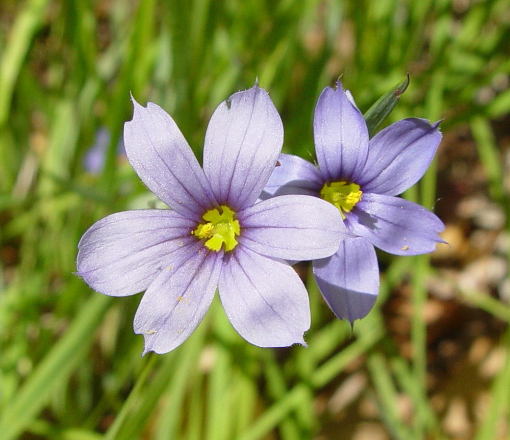 Sisyrinchium Montanum Flower Seeds For Planting