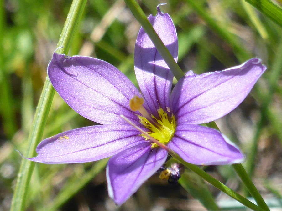 Sisyrinchium Montanum Flower seeds for Planting Perfect for Borders Heirloom & GMO Free Seeds for Home Garden