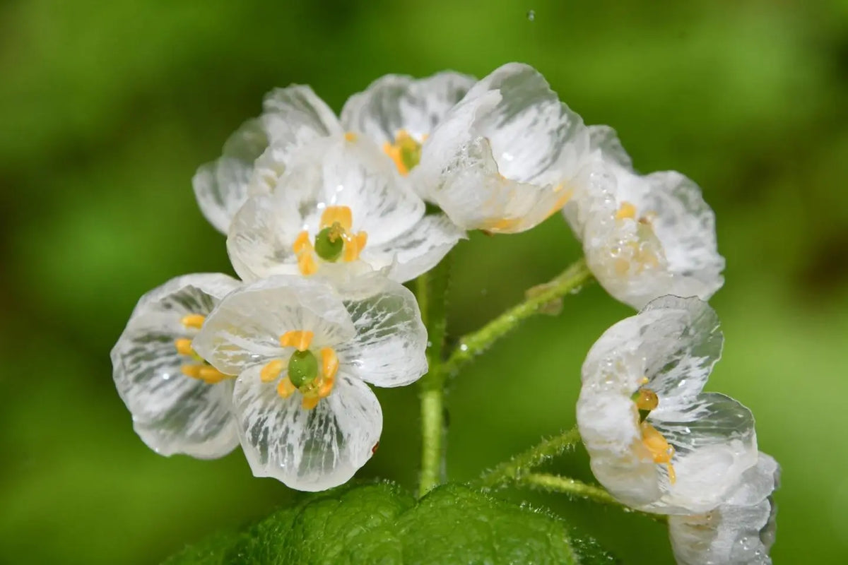 Skeleton Flower seeds for Planting Seasonal Bloomer Heirloom & GMO Free Seeds for Home Garden