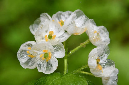 Skeleton Flower seeds for Planting Seasonal Bloomer Heirloom & GMO Free Seeds for Home Garden