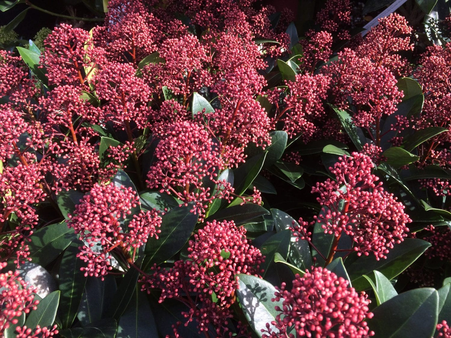 Skimmia Flower seeds for Planting Long Bloom Season Heirloom & GMO Free Seeds for Home Garden