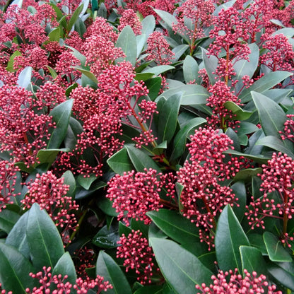 Skimmia Flower seeds for Planting Long Bloom Season Heirloom & GMO Free Seeds for Home Garden