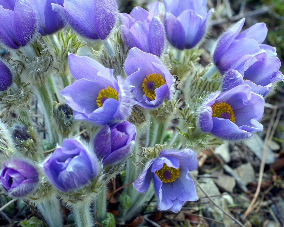 Sky Blue Anemone Pulsatilla Seeds for Planting