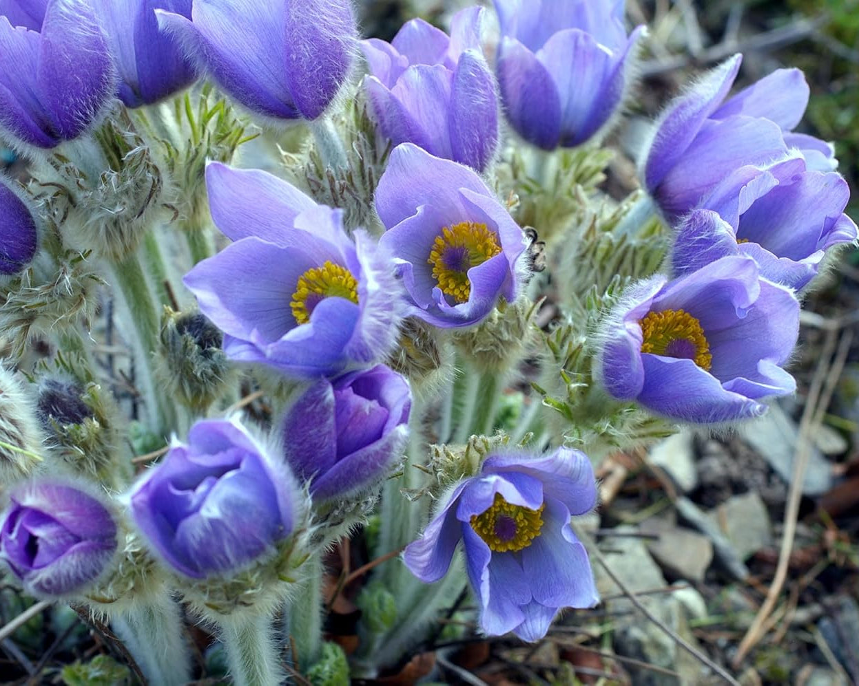 Sky Blue Anemone Pulsatilla Seeds for Planting