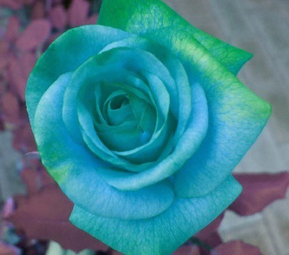 Sky Blue Green Rose Flower Seeds for Planting