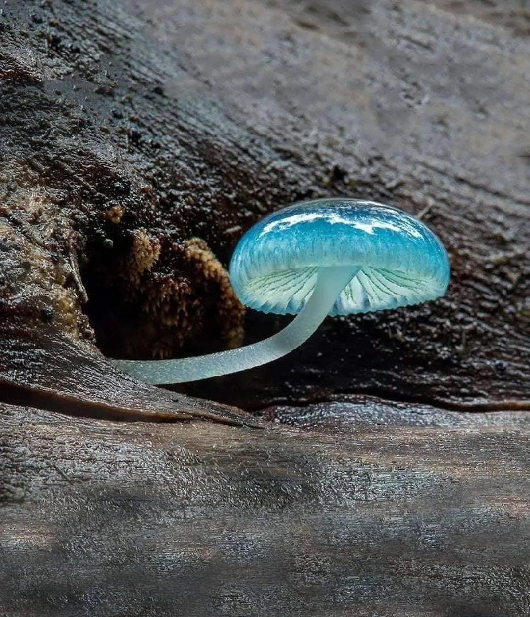 Sky blue mushroom seeds for planting