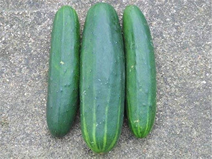 Fresh slicing cucumber Marketmore variety on vine