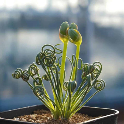 Heirloom Spiralis Flower seeds for Planting Easy to Grow Heirloom & GMO Free Seeds for Home Garden