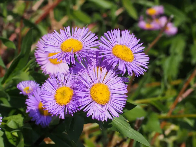 Premium Lavender Erigeron Flower seeds for Planting Drought Tolerant, Heirloom & GMO Free Seeds for Home Garden seeds
