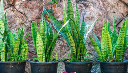 Sansevieria Plant Seeds Planting Light Green