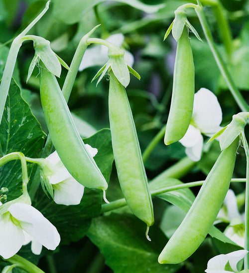 Snap Pea Seeds for Easy Planting