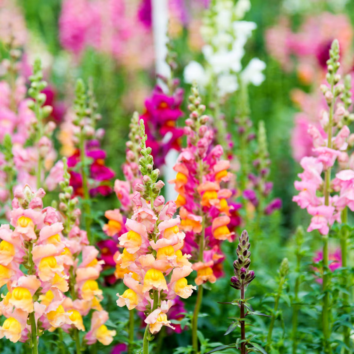 Snapdragon Flower seeds for Planting Colorful Display Heirloom & GMO Free Seeds for Home Garden