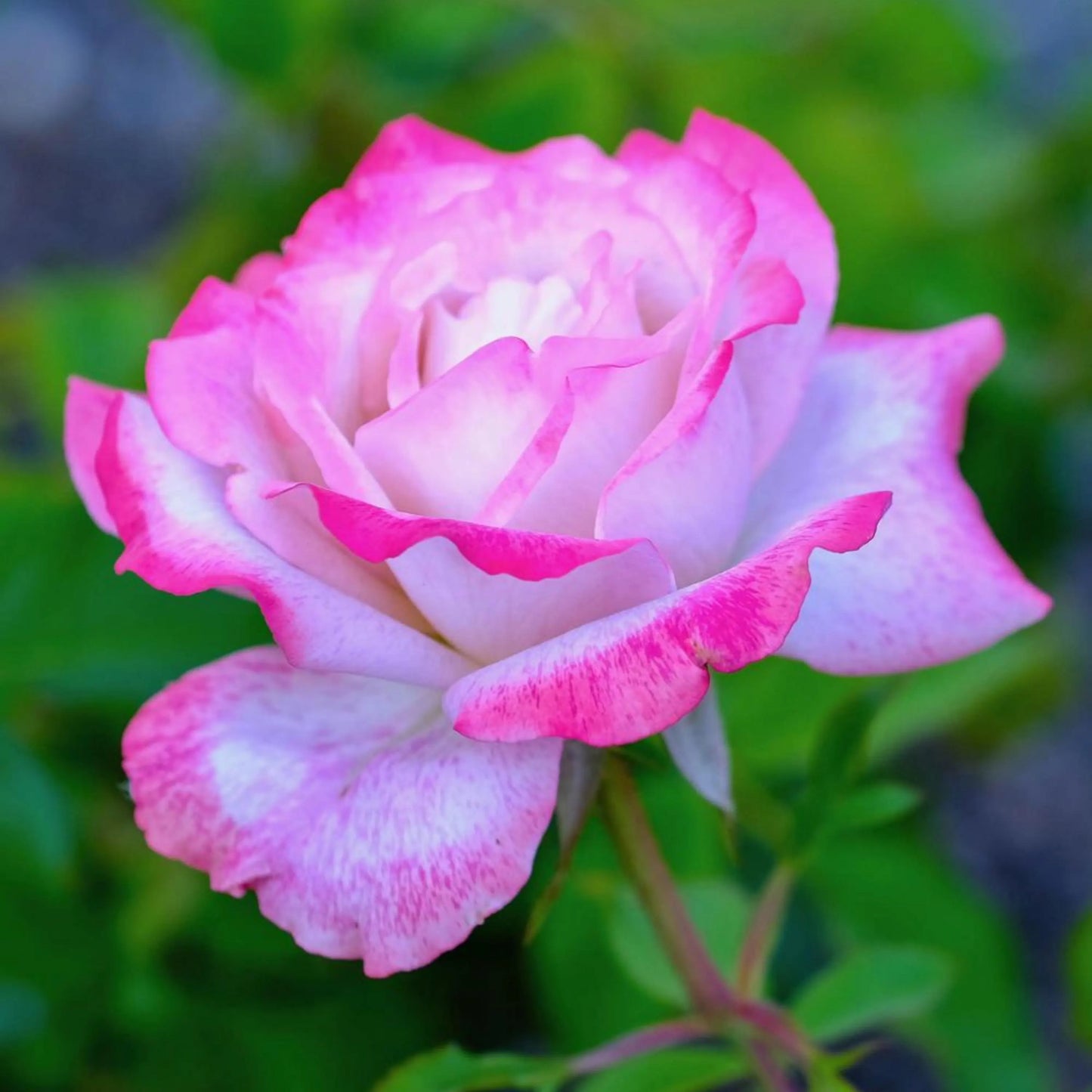 Pink Snow Rose growing in decorative containers