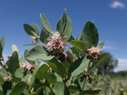 Western Snowberry shrub with white pink flowers in bloom
